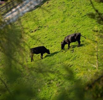 Angerberg Bed & Breakfast | BuchackerAlm -1,5h panoramic walk