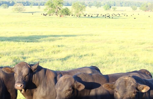 Antlers Apartment | Bunkhouse on working cattle ranch minutes from town