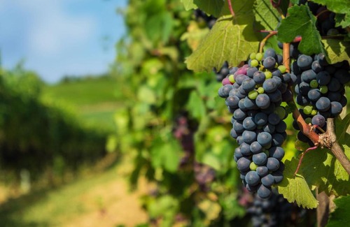 Vignale Monferrato Hotel | Cà dell'Ebbro