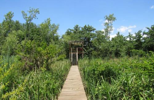 Partido de Tigre Cabin | Cabaña en el Delta Arroyo Pajarito a 20 minutos de navegación