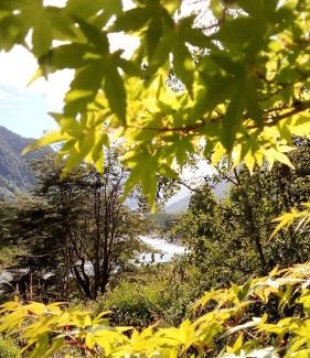 Llifen Apartment | Cabaña en la naturaleza Futrono