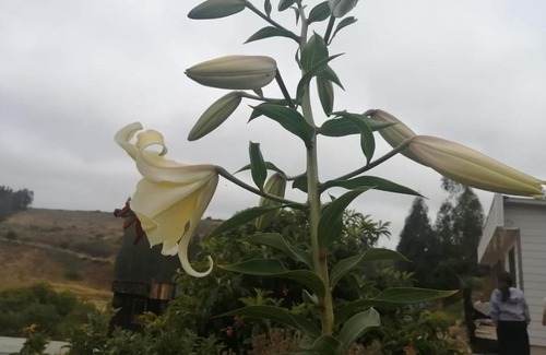 Navidad Apartment | Cabaña Humedal Navidad