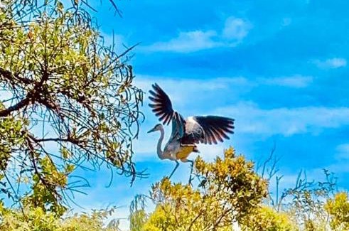 Partido de Tigre Cabin | Cabañas AJ