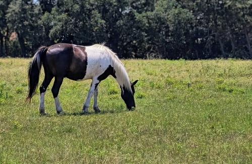 Gatesville Cabin | Cabins in Gatesville on a 1,000 acre Exotic Wildlife Ranch