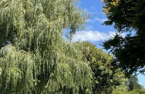 Ohaupo Cottage | Calm & Peaceful Hide away. 4.6k to Hamilton Airport 5.6ks to Waikato Expressway