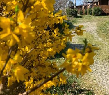 Capraia e Limite Other | Camping San Giusto