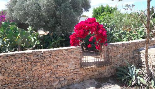 Es Cap de Barbaria House | Can Toni Platera