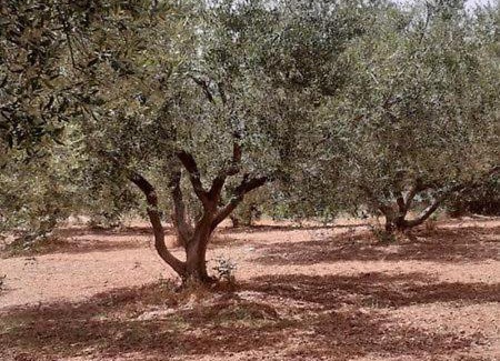 Leivathos Apartment | Captain's Apartments in Olive Grove