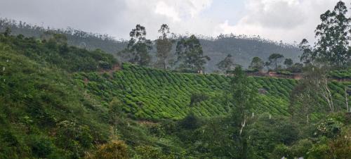 Munnar House | CARMEL HOME STAY