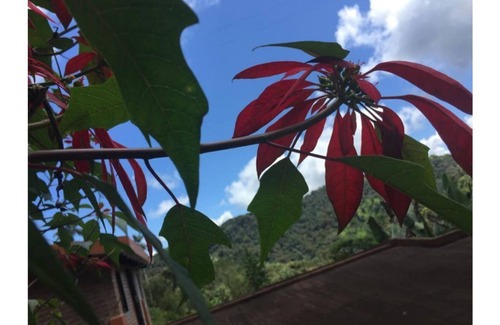 Tulipe House | Casa Búho - una casa en medio del bosque!
