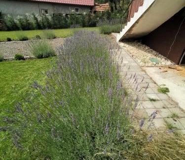 Seini House | Casa cu veverițe