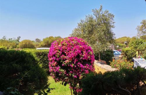 Porto Pollo Apartment | Casa di Giò - Bilocale con giardino
