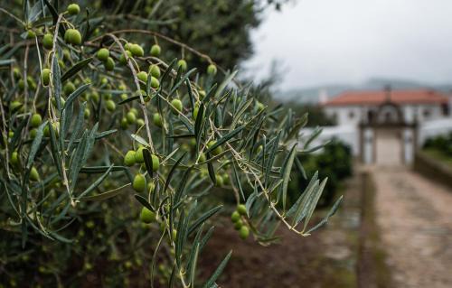 Cimbres House | Casa do Olival