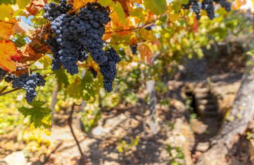 Peso da Regua House | Casa Dona Aninhas - Douro