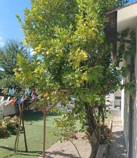 Amarante House | Casa Fatinha