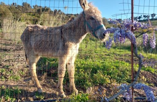 Gratteri Apartment | Casa La Quercia- Tra Cefalù ed il Parco delle Madonie