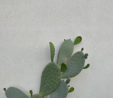 Santa Ninfa Apartment | Casa Menta - Nature Experience