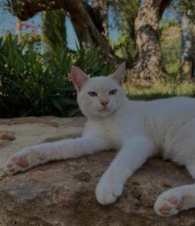 Santa Ninfa Apartment | Casa Menta - Nature Experience