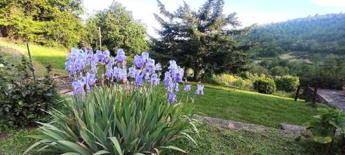 Pratovecchio Stia Apartment | Casa Titina Riposo e Relax nella campagna toscana