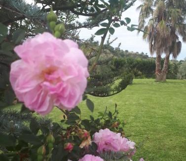 Ciro Marina Bed & Breakfast | Casale degli Ulivi