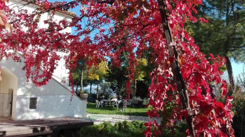 Offida House | Casale Fonte delle Pietre