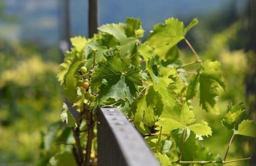 Diano d'Alba Apartment | Cascina Flino