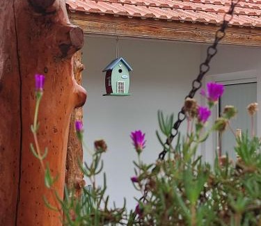Banzao House | Casinha do pinhal