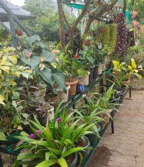 Thariyode Villa | CELESTIAL HOMESTAY