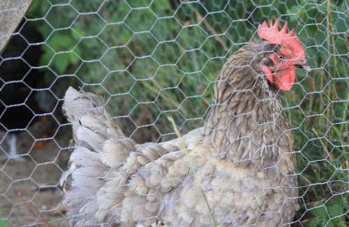 Verlhac-Tescou Bed & Breakfast | Chambre d'hotes de Jacobiel