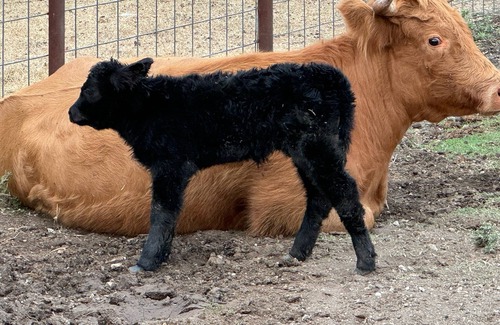 Belton House | Charming barn in wonderful Belton with Highland Cows