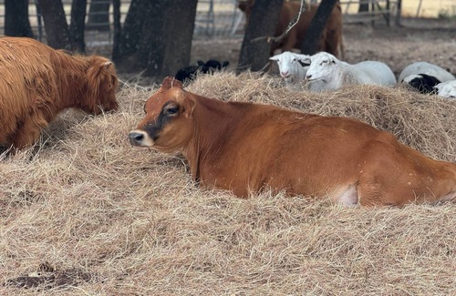 Belton House | Charming barn in wonderful Belton with Highland Cows