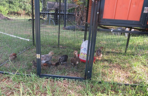 Spring Hill Cabin | Charming cabin in Spring Hill with AC, WiFi, Corgis, Chickens, Star view