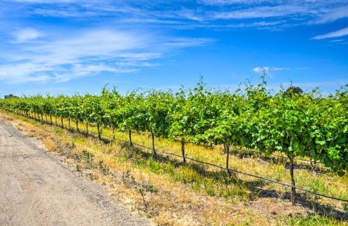 Victor House | Charming Lodi Retreat Walk to Local Wineries