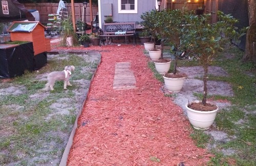 Southwest Orlando House | Charming tiny backyard home in Orlando with WiFi and AC. Only Animal lovers!