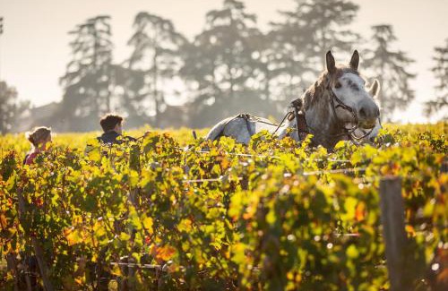 Saint-Christophe-des-Bardes Bed & Breakfast | CHATEAU CROIX DE LABRIE