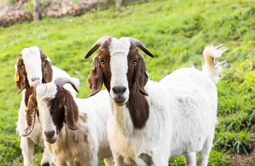 Mount Burnett Apartment | Chayah Farm Stay luxury in the Dandenong Ranges