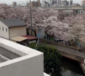 Kita Ward Apartment | Cherry Blossom Koseicho