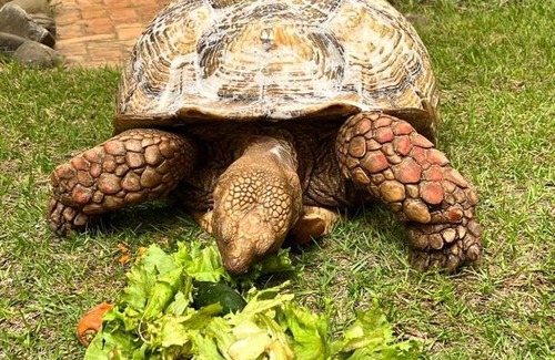 Dakar Bed & Breakfast | Chez Olivier - Île de Gorée