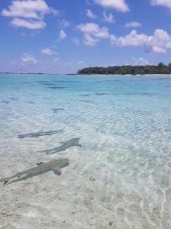 Rangiroa Bed & Breakfast | Chez Taia et Véro