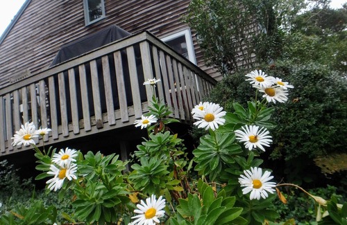 Brewster House | Classic Cape: Huge Yard, Walk to Beaches, Brewster Flats, Restaurants & Bars