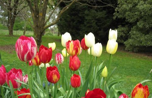Clifton Grove Bed & Breakfast | Clifton Gardens Bed & Breakfast - Orange