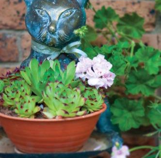 Clifton Grove Bed & Breakfast | Clifton Gardens Bed & Breakfast - Orange