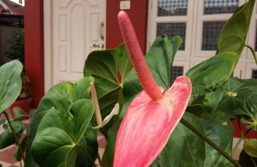Madikeri House | Coorg padmavathi home stay
