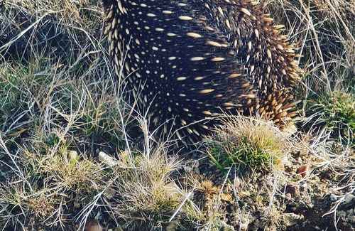 Berridale Other | Cosy Farmhouse Nestle in Native Bushland - 25 Minutes From Jindabyne!