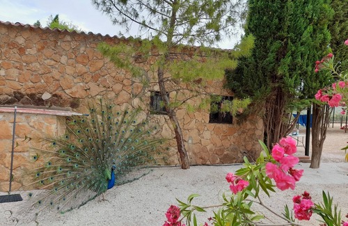 Humilladero Cottage | Cotijo Ferradores 5