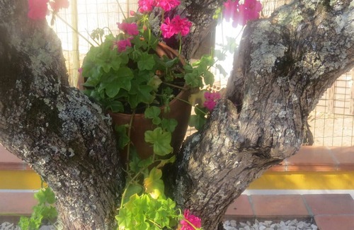 Caldas da Rainha Cottage | Cottage on vineyard
