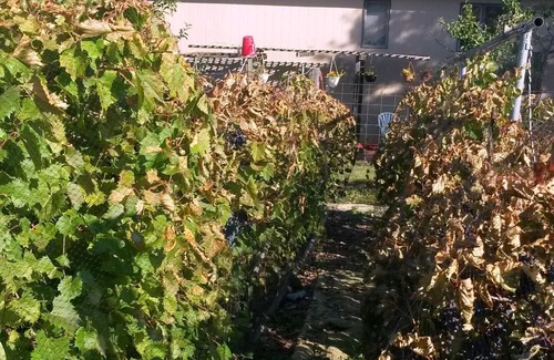 Belle Fourche House | Country Vineyard Sturgis area Getaway