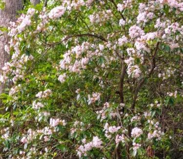 Murphy House | Cozy, close to Murphy, NC, Blue Ridge, GA, pet friendly