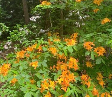 Murphy House | Cozy, close to Murphy, NC, Blue Ridge, GA, pet friendly