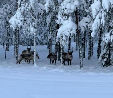 Rovaniemi Apartment | Cozy house close to SantaVillage